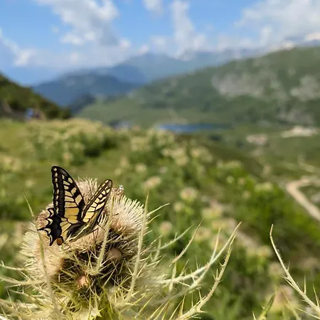 Imhof Alpine